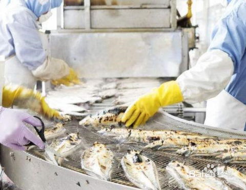 从零起步 食品加工厂的筹备与运营全攻略