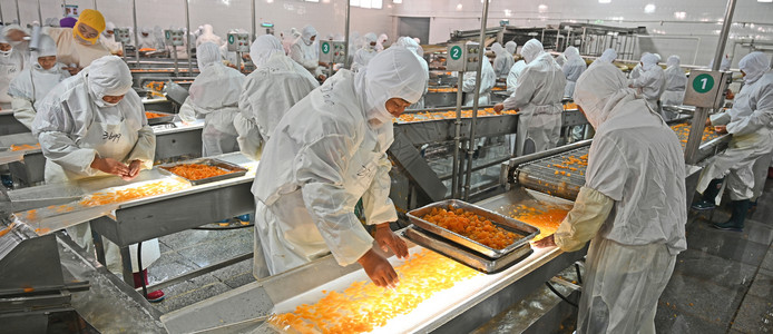 食材处理与食品加工 从原材料到餐桌的关键环节